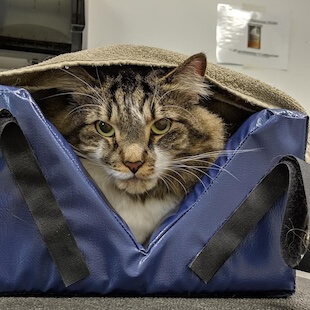 Cat Pet Services in Point Pleasant
