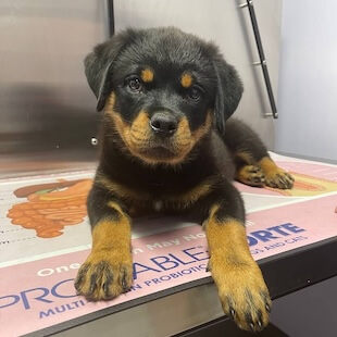 Dog Pet Services in Point Pleasant