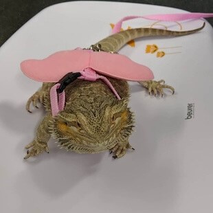 Exotic Pet Care in Point Pleasant