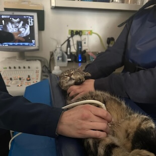 Pet Imaging in Point Pleasant