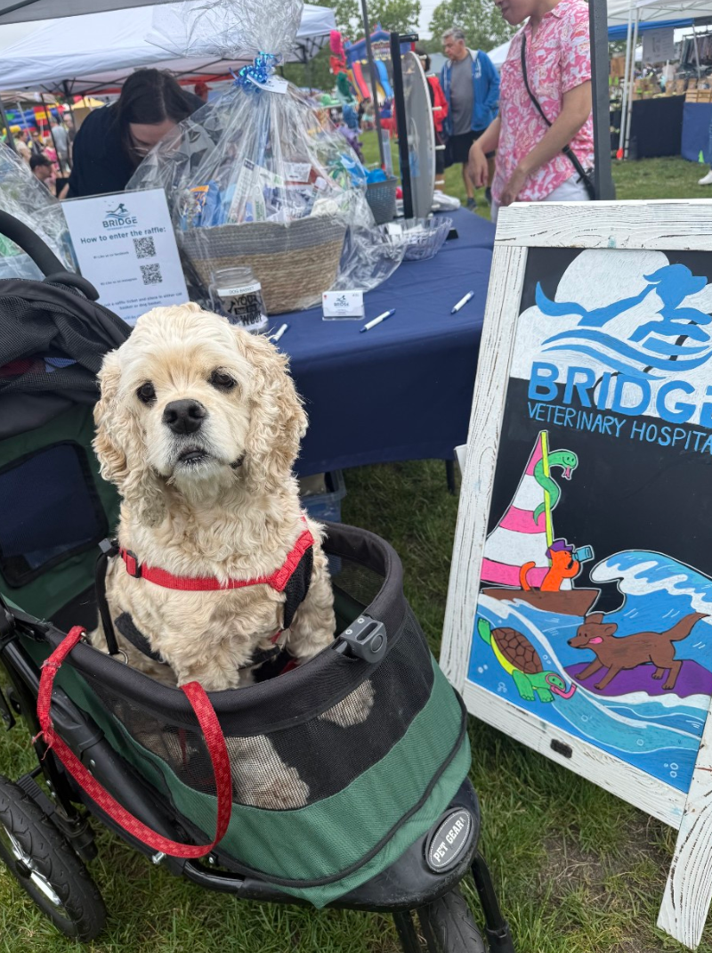 Pet Friendly Jersey Shore