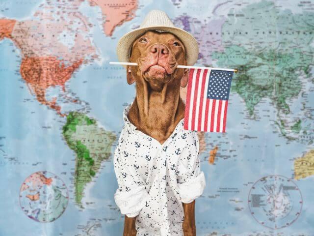 Vizsla traveling through USA.