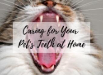 Caring for Your Pet's Teeth at Home