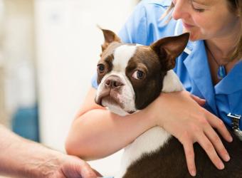 Emergency Vet Visits: When to Go, What to Expect & How to Stay Calm