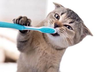 National Pet Dental Health Month: Caring For Your Cat&#039;s Teeth