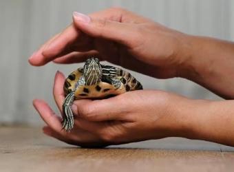 Reptiles as Pets: Why They’re Smarter (and Friendlier) Than You Think