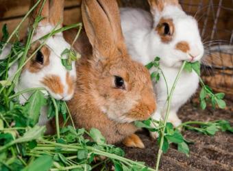 15 Things You Need to Build the Perfect Habitat for Your Rabbit