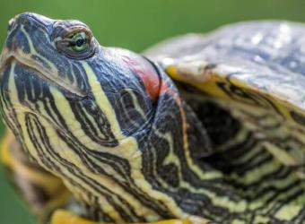 7 Shelltastic Reasons Turtles Make Great Pets