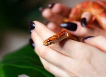 Top 5 Beginner-Friendly Pet Snakes (According to Vets)