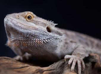 World Lizard Day: Celebrating Our Scaly Friends!