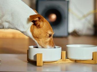 Tips to Keep Your Pet at a Healthy Weight