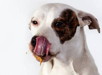 Tips & Tricks for Medicating Your Dog