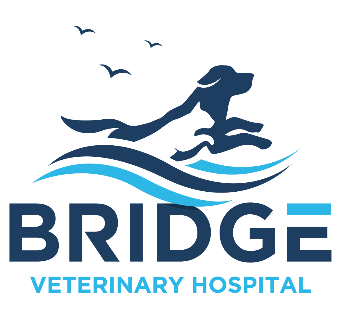 Veterinary Services For Dogs Bridge Veterinary Hospital